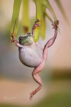 a frog hanging upside down from a tree branch