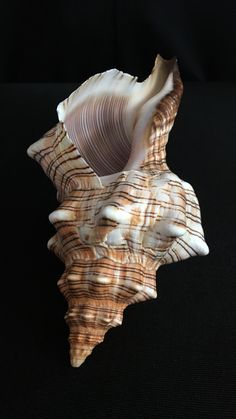 a sea shell on a black background