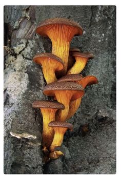 a group of mushrooms growing on the side of a tree