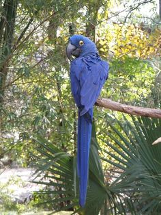 a blue parrot perched on top of a tree branch