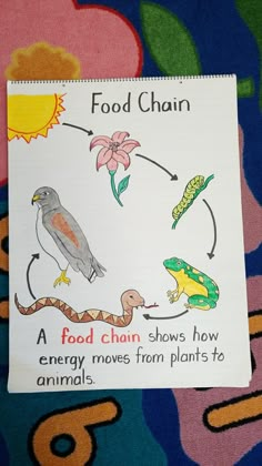 the food chain shows how energy moves from plants to animals