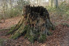 an old tree stump in the woods with leaves on the ground and trees around it