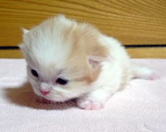 a small white kitten sitting on top of a pink blanket