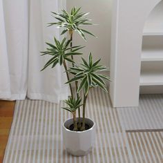 a potted plant sitting on top of a wooden floor