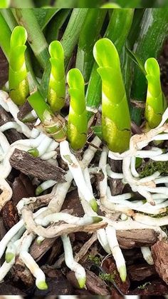 some plants that are growing out of the ground with white roots and green leaves on them