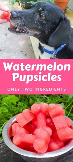 watermelon puppies in a bowl with the title overlay reads, watermelon puppies only two ingredients