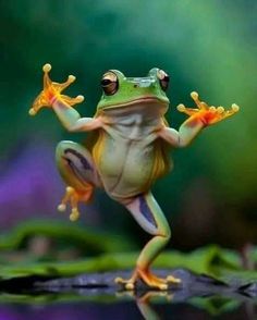 a frog that is standing on its hind legs