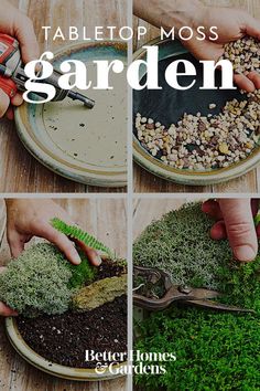 four photos showing how to make a moss garden