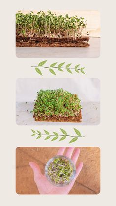 Using coconut coir microgreen mats is simple and easy. Here are the steps to get started: Starting Microgreens, Grow Microgreens, Growing Microgreens, Coir Mat