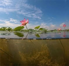 two pink water lilies floating on top of a lake