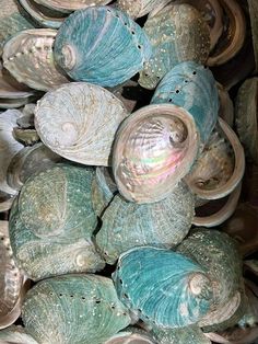 sea shells are stacked up in a pile