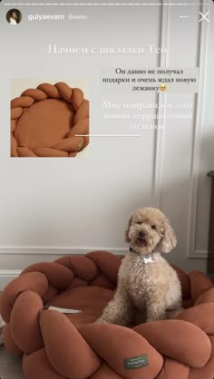 the dog is sitting in his bed made out of an orange pillow and has instructions on how to use it