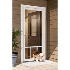 a small dog is standing in the door way to his front porch with its head out