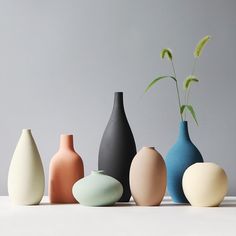 five different colored vases are lined up in a row with one plant sprouting from the top