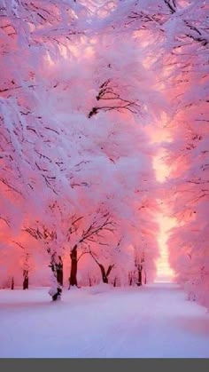 the trees are covered in pink snow as the sun sets behind them and there is no image here to provide a caption for