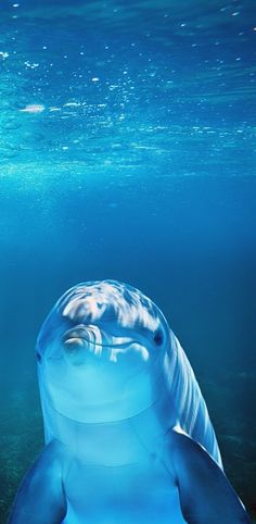 a dolphin swimming under water in the ocean