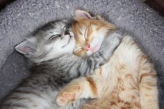 two kittens are sleeping together in a cat bed