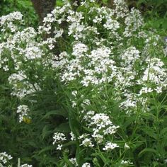 some white flowers are growing in the grass