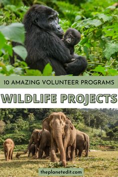 an adult and baby gorilla in the jungle with text overlay that reads 10 amazing volunteer programs wildlife projects