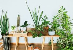 several houseplants are arranged on a wooden table