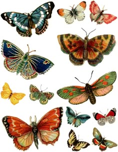 a group of different colored butterflies on a white background