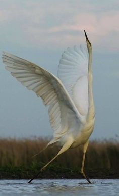 a large white bird is flying over the water