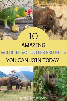 an image of animals that are in the wild with text overlay reading 10 amazing wildlife volunteer projects you can join today