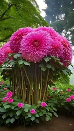 large pink flowers are growing in the middle of a planter surrounded by greenery