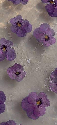 purple flowers are floating in the water