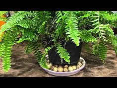 a potted plant sitting on top of a white plate filled with rocks and plants