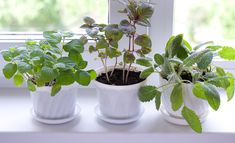 three potted plants sitting on top of a window sill next to each other