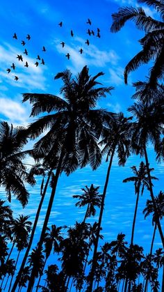 palm trees are silhouetted against a blue sky with birds flying overhead in the foreground