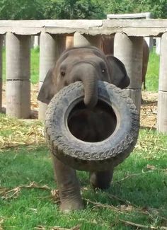 an elephant is holding a tire in its mouth while walking through the grass with it's trunk