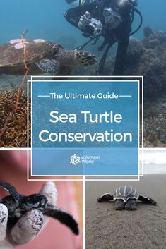 the ultimate guide to sea turtle conservation in australia, with images of turtles and divers