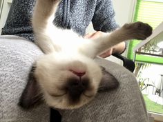 a cat laying on top of a person's lap