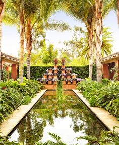 an outdoor pool surrounded by palm trees and greenery with potted plants on either side