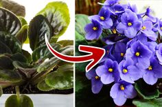 purple flowers are shown with green leaves in the middle and on the right, there is a red arrow pointing towards them