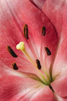 the inside of a pink flower with black stamens