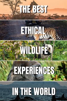 four different types of animals with the caption that says, in the best technical wildlife experiences in the world