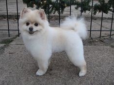 a small white dog standing in front of a fence