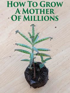 a small green plant sitting on top of a wooden table with the title how to grow a mother of millions