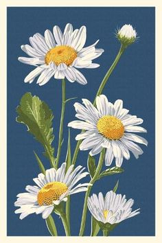 three white daisies with green leaves on a blue background