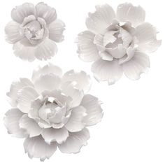 three white flowers on a white background