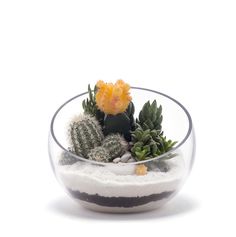 a glass bowl filled with succulents and sand on top of a white surface