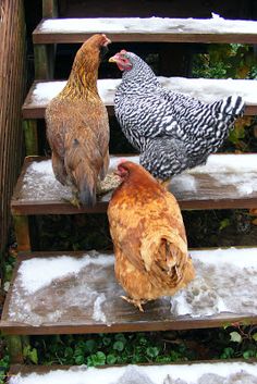 three chickens are standing on some steps in the snow