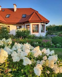 white flowers in front of a house with red roof