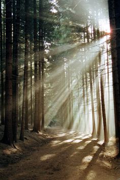 a path in the middle of a forest with light coming through it and an inspirational quote about be grateful