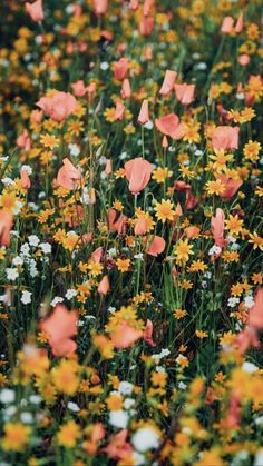 a field full of yellow and white flowers