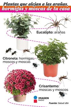 an image of different types of plants and flowers in the planter, with text describing them