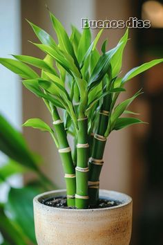 a small potted plant with bamboo stems in it